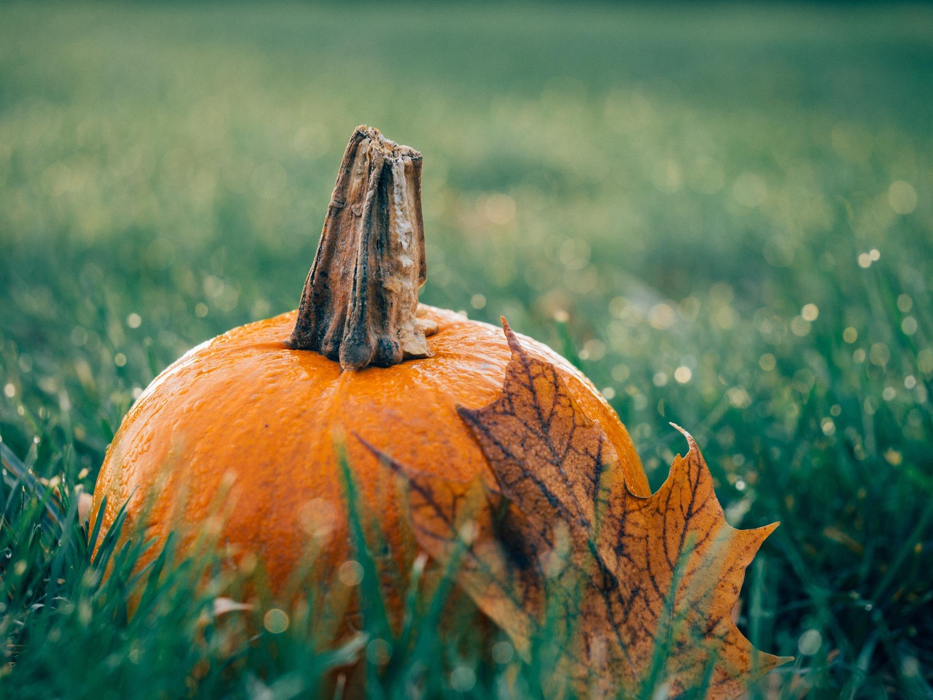 pumpkin-1030817_1920